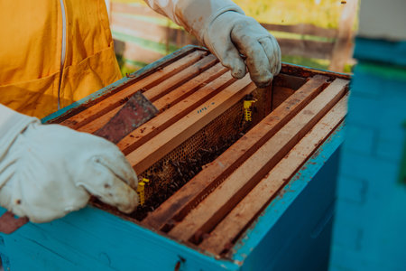 The beekeeper checks the queens for the honeycomb. Beekeepers check honey quality and honey parasites. A beekeeper works with bees and beehives in an apiary.の写真素材