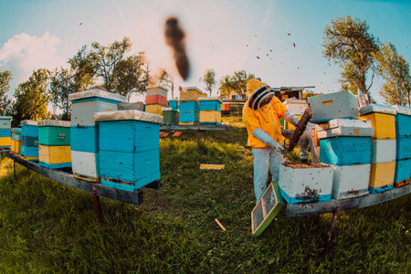 Beekeeper checking honey on the beehive frame in the field. Beekeeper on apiary. Beekeeper is working with bees and beehives on the apiary.の写真素材