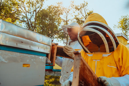 Beekeepers checking honey on the beehive frame in the field. Small business owners on apiary. Natural healthy food produceris working with bees and beehives on the apiary.の写真素材