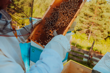 Beekeeper checking honey on the beehive frame in the field. Small business owner on apiary. Natural healthy food produceris working with bees and beehives on the apiary.の写真素材