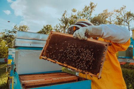 Beekeeper checking honey on the beehive frame in the field. Small business owner on apiary. Natural healthy food produceris working with bees and beehives on the apiary.の写真素材