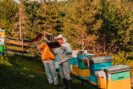 Beekeepers checking honey on the beehive frame in the field. Small business owners on apiary. Natural healthy food produceris working with bees and beehives on the apiary.の写真素材