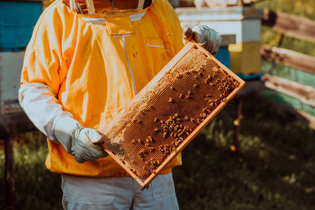 Beekeeper checking honey on the beehive frame in the field. Small business owner on apiary. Natural healthy food produceris working with bees and beehives on the apiary.の写真素材