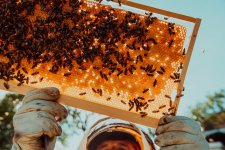 Wide shot of a beekeeper holding the beehive frame filled with honey against the sunlight in the field full of flowersの写真素材