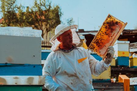 Beekeeper checking honey on the beehive frame in the field. Small business owner on apiary. Natural healthy food produceris working with bees and beehives on the apiary.の写真素材