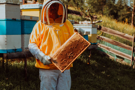 Beekeeper checking honey on the beehive frame in the field. Small business owner on apiary. Natural healthy food produceris working with bees and beehives on the apiary.の写真素材