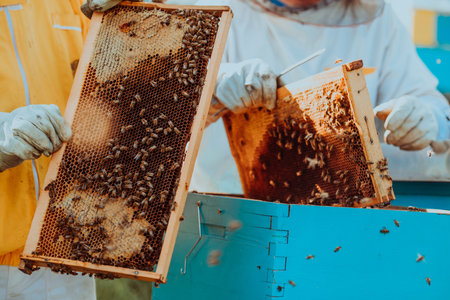 Beekeepers checking honey on the beehive frame in the field. Small business owners on apiary. Natural healthy food produceris working with bees and beehives on the apiary.の写真素材