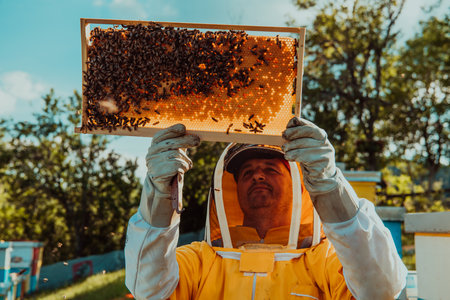 Beekeeper holding the beehive frame filled with honey against the sunlight in the field full of flowersの写真素材