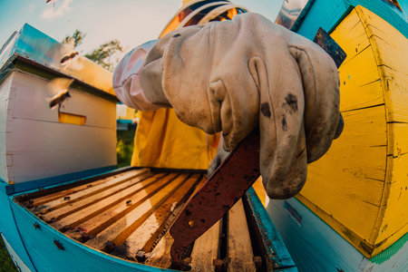 Beekeeper checking honey on the beehive frame in the field. Small business owner on apiary. Natural healthy food produceris working with bees and beehives on the apiary.の写真素材