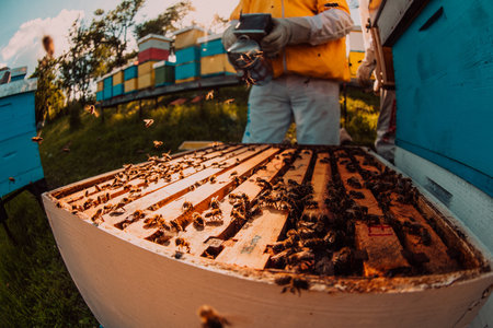Beekeepers checking honey on the beehive frame in the field. Small business owners on apiary. Natural healthy food produceris working with bees and beehives on the apiary.の写真素材