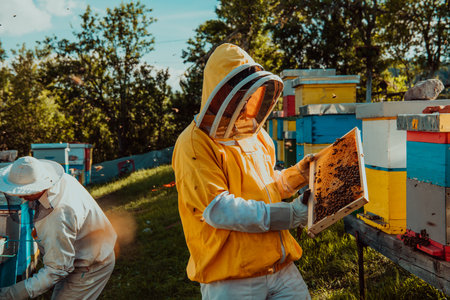 Beekeepers checking honey on the beehive frame in the field. Small business owners on apiary. Natural healthy food produceris working with bees and beehives on the apiary.の写真素材