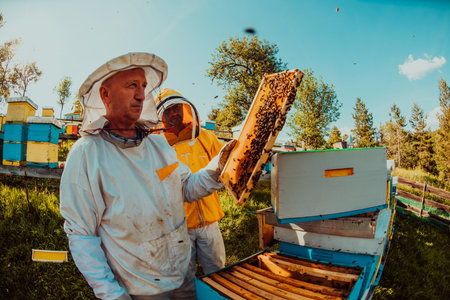 Beekeepers checking honey on the beehive frame in the field. Small business owners on apiary. Natural healthy food produceris working with bees and beehives on the apiary.の写真素材