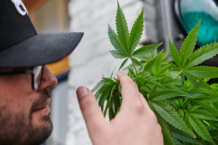 Man wearing a cap smelling the fragrant flowers of a marijuana plant, enjoying the natural aroma of...
