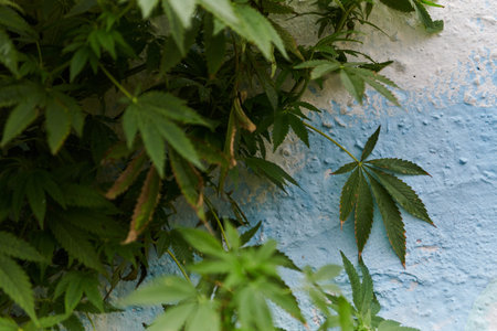 A close-up photo of fresh marijuana leaves in an urban setting, showcasing the vibrant green foliage...