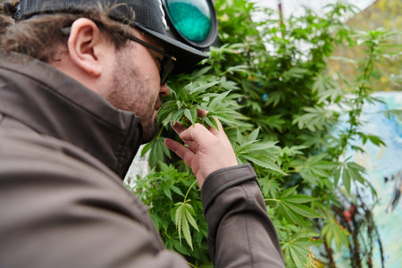 Man wearing a cap smelling the fragrant flowers of a marijuana plant, enjoying the natural aroma of...
