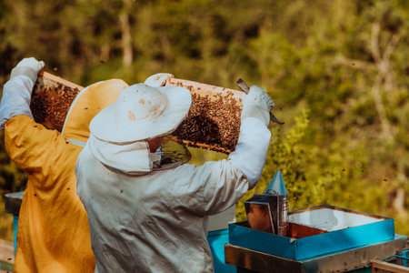 Beekeepers checking honey on the beehive frame in the field. Small business owners on apiary. Natural healthy food produceris working with bees and beehives on the apiary.の写真素材