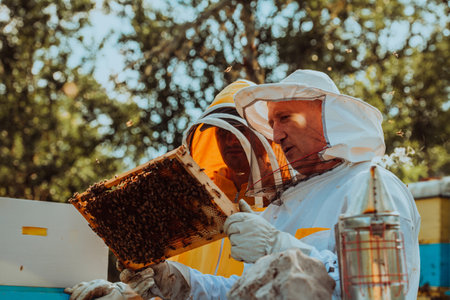 Beekeepers checking honey on the beehive frame in the field. Small business owners on apiary. Natural healthy food produceris working with bees and beehives on the apiary.の写真素材