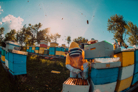 Beekeepers checking honey on the beehive frame in the field. Small business owners on apiary....