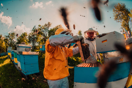 Beekeepers checking honey on the beehive frame in the field. Small business owners on apiary....