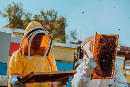 Beekeepers checking honey on the beehive frame in the field. Small business owners on apiary. Natural healthy food produceris working with bees and beehives on the apiary.の写真素材