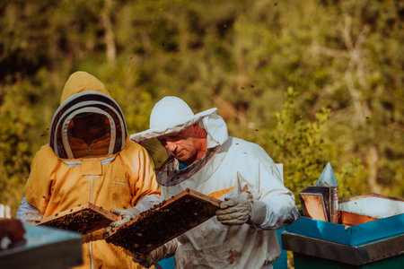 Beekeepers checking honey on the beehive frame in the field. Small business owners on apiary. Natural healthy food produceris working with bees and beehives on the apiary.の写真素材
