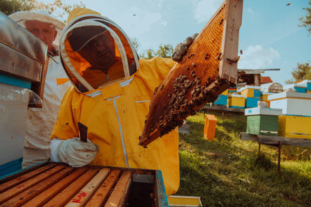 Beekeepers checking honey on the beehive frame in the field. Small business owners on apiary....