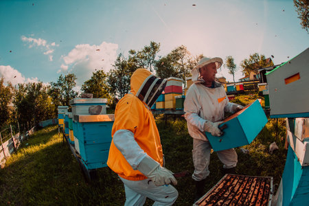 Beekeepers checking honey on the beehive frame in the field. Small business owners on apiary. Natural healthy food produceris working with bees and beehives on the apiary.の写真素材