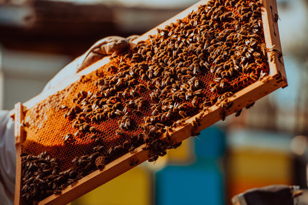 Beekeeper holding the beehive frame filled with honey against the sunlight in the field full of flowersの写真素材