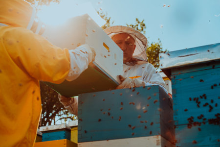 Beekeepers checking honey on the beehive frame in the field. Small business owners on apiary. Natural healthy food produceris working with bees and beehives on the apiary.の写真素材