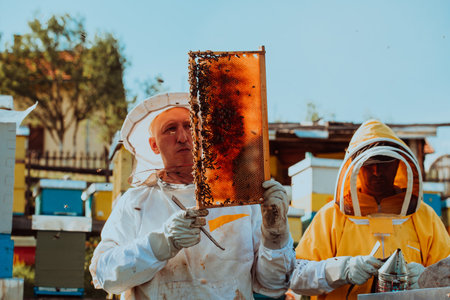 Beekeepers checking honey on the beehive frame in the field. Small business owners on apiary. Natural healthy food produceris working with bees and beehives on the apiary.の写真素材