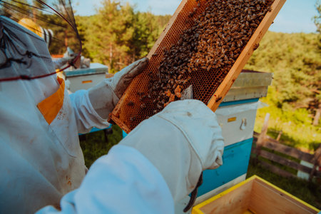 Beekeeper checking honey on the beehive frame in the field. Small business owner on apiary. Natural healthy food produceris working with bees and beehives on the apiary.の写真素材
