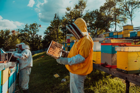 Beekeepers checking honey on the beehive frame in the field. Small business owners on apiary. Natural healthy food produceris working with bees and beehives on the apiary.の写真素材