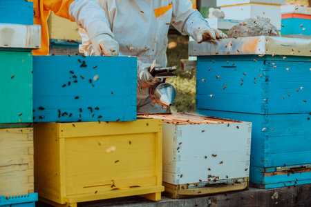 Beekeepers checking honey on the beehive frame in the field. Small business owners on apiary....