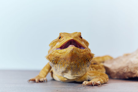 Close-up Portrait of Bearded Dragon (Pogona Vitticeps) with Vibrant Yellow Textured Scales on White...