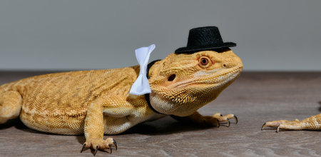 Close-up Portrait of Bearded Dragon (Pogona Vitticeps) with Vibrant Yellow Textured Scales on White Backgroundの写真素材