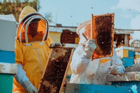 Beekeepers checking honey on the beehive frame in the field. Small business owners on apiary. Natural healthy food produceris working with bees and beehives on the apiary.の写真素材