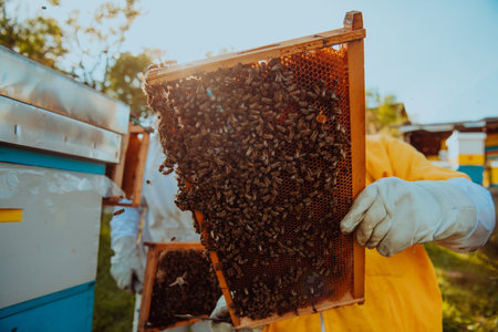 Beekeepers checking honey on the beehive frame in the field. Small business owners on apiary. Natural healthy food produceris working with bees and beehives on the apiary.の写真素材