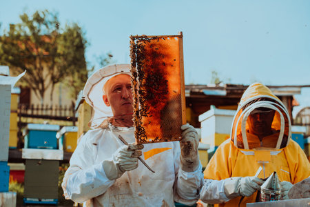 Beekeepers checking honey on the beehive frame in the field. Small business owners on apiary....