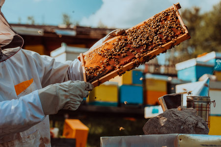 Beekeeper holding the beehive frame filled with honey against the sunlight in the field full of...