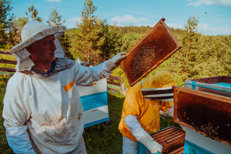 Beekeepers checking honey on the beehive frame in the field. Small business owners on apiary....
