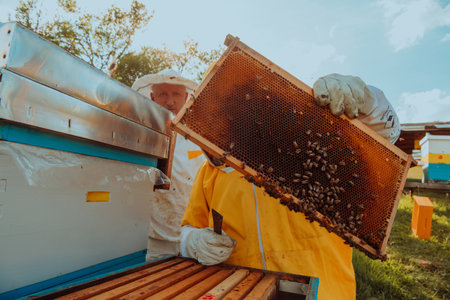 Beekeepers checking honey on the beehive frame in the field. Small business owners on apiary. Natural healthy food produceris working with bees and beehives on the apiary.の写真素材