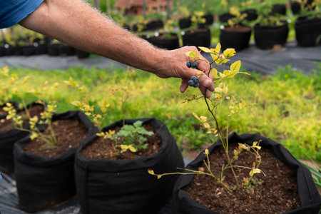 Young Blueberry Seedlings Ready for Future Production of Fresh Juices.の写真素材