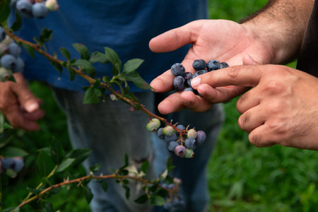 Father and Son Farmers Inspecting the Quality of Their Blueberry Harvest Together.の写真素材
