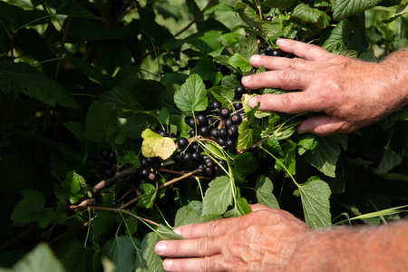 Senior Farmer Carefully Inspecting His Blueberry Farm to Ensure Quality and Progressの写真素材