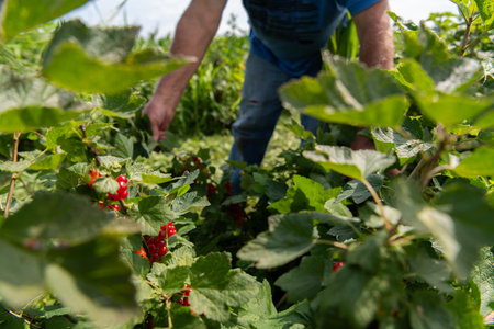 Senior Farmer Carefully Inspecting His Blueberry Farm to Ensure Quality and Progressの写真素材