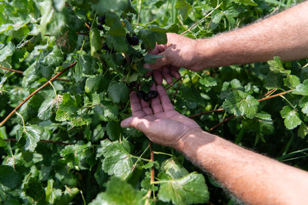 Senior Farmer Carefully Inspecting His Blueberry Farm to Ensure Quality and Progressの写真素材