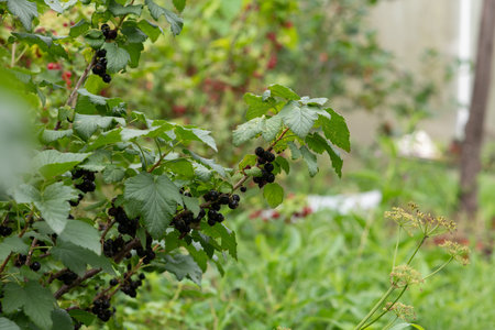 Freshly Picked Blueberries Ready for Harvest: Natures Sweet Delight.