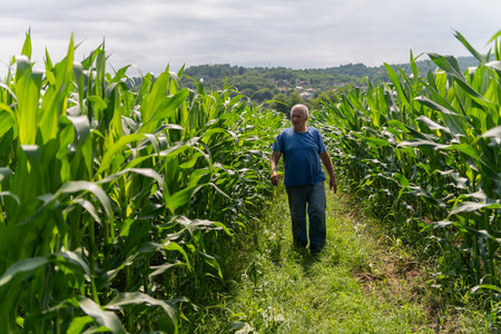 Senior Farmer Walking Through His Fields of Corn, Raspberries, and Blueberries.