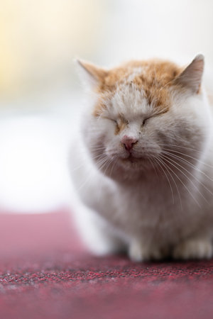 Cute Cat Sitting on Red Carpet.A chubby white and orange cat with closed eyes sitting on a red carpet, calm and content.の写真素材