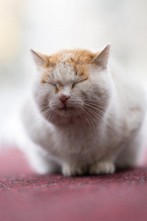 Cute Cat Sitting on Red Carpet.A chubby white and orange cat with closed eyes sitting on a red carpet, calm and content.の写真素材